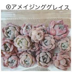 spring snow様 リクエスト 2点 まとめ商品