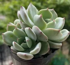 2026年最新】多肉植物ラウリンゼ×そわそわの人気アイテム - メルカリ
