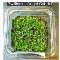 みどりんこ様 リクエスト 2点 まとめ商品