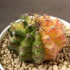 2026年最新】緋牡丹の人気アイテム - メルカリ