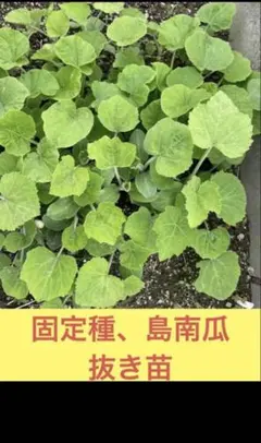ティエラ様 山梨県産 10kg 新鮮 青梅 甲州小梅 クール便発送 - メルカリ