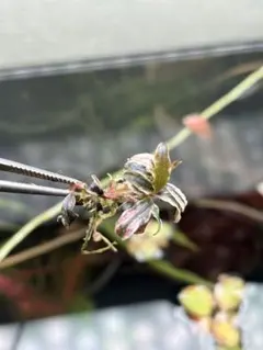 ブセファランドラspクダガンピンクバリエガータ 1株 水上葉 無農薬