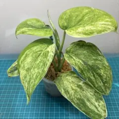 2025年最新】スキンダプサスの人気アイテム - メルカリ