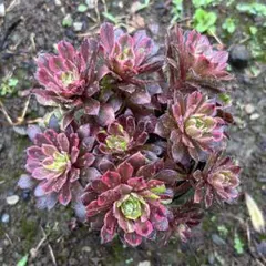 12#多肉植物アエオニウム錦❤️花顏ピンクディジー❤️22頭33cm 拔き苗 大株花顔❤️ピンクディジー③❤️3頭群生 アエオニウム 多肉植物