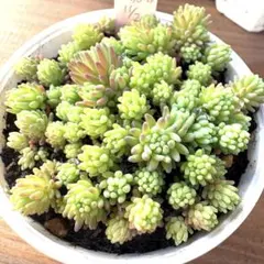 サフィー様 リクエスト 2点 まとめ商品