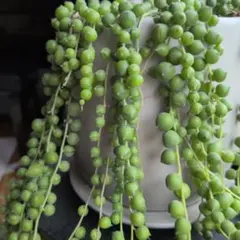 グリーンネックレス　根付きカット苗15 多肉植物