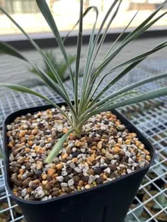 2025年最新】ユッカ エラータの人気アイテム - メルカリ