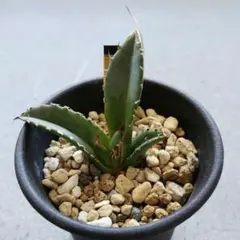 2026年最新】レッドキャットウィーズルの人気アイテム - メルカリ