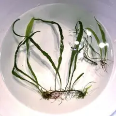 2026年最新】ミクロソリウム ナローリーフの人気アイテム - メルカリ