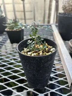 オペルクリカリア　デカリー　細川政己 2025年最新】オペルクリカリア デカリーの人気アイテム - メルカリ