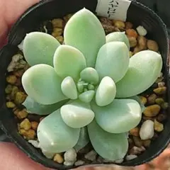 吉茜様 リクエスト 2点 まとめ商品