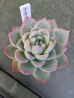 maasa様 リクエスト 5点 まとめ商品