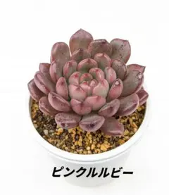 2026年最新】ピンクルルビーの人気アイテム - メルカリ