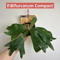 ビフルカツムコンパクト（ドワーフ種）のサムネイル