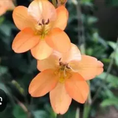 タイチ1091様 リクエスト 2点 まとめ商品