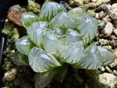 多肉植物 ハオルチア 氷の恋人 美株 新品種 糊斑 透明窓 - メルカリ