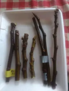 2026年最新】いちぢく穂木の人気アイテム - メルカリ