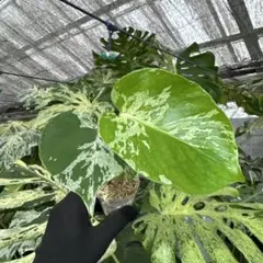 熱帯植物‼️レア‼️ アロカシア スティングレイ オーレアバリエガータ
