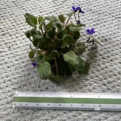 2025年最新】セントポーリア／の人気アイテム - メルカリ