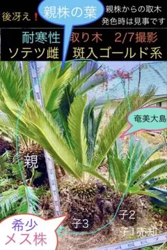2026年最新】ソテツ 斑入りの人気アイテム - メルカリ