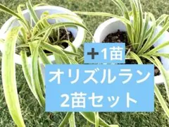 オリヅルラン 斑入り 3苗セット 観葉植物　ネコポス発送のサムネイル