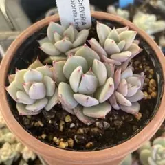 colorata Lindsayana リンゼアナ　ケーレス実生　多肉植物