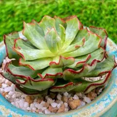 2025年最新】多肉植物レッドラインの人気アイテム - メルカリ