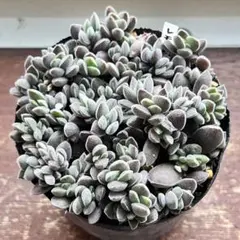 トコちゃん様 リクエスト 2点 まとめ商品