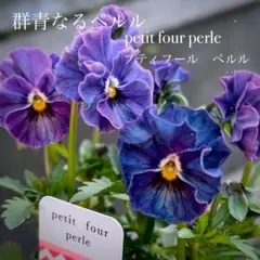 2026年最新】プティフール ビオラの人気アイテム - メルカリ