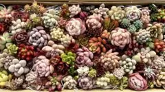 多肉植物 寄せ植えカット苗セットd