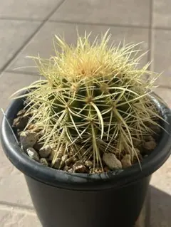 2026年最新】金鯱サボテンの人気アイテム - メルカリ