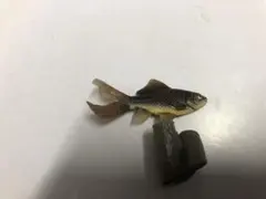 Item thumbnail for item f4976aeb-49f1-4a8d-926b-e9a4d45029c2