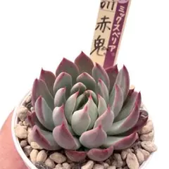 か*5様 【極上苗】ミックスベリア 赤鬼 多肉植物 おらいさん 自家繁殖苗