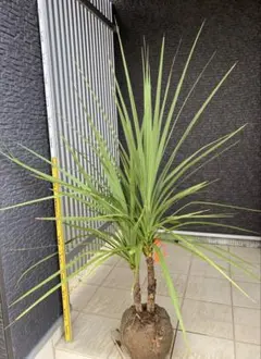 【現品発送】送料無料　ミキナシサバル　鉢植え　ドライガーデン　南国風 現品発送】送料無料 ミキナシサバル 鉢植え ドライガーデン 南国風