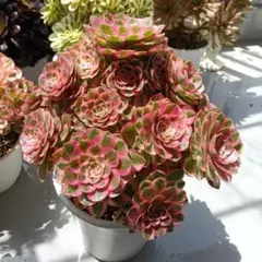 多肉植物 アエオニウム 孔雀の羽 抜き苗 - メルカリ