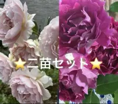 ミニつるバラ苗 真珠貝 バラ苗 ばら苗 2苗セット - メルカリ