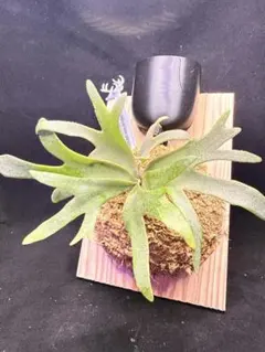 P.willinckii ’Nano’ TC 480 ビカクシダ P. Willinckii Nano TC - メルカリ