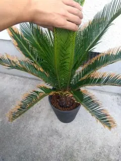 2025年最新】金環ソテツの人気アイテム - メルカリ