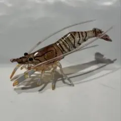 原色甲殻類エビカニ図鑑 スジエビのサムネイル