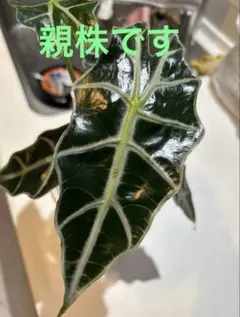 Alocasia amazonica 幼苗のサムネイル