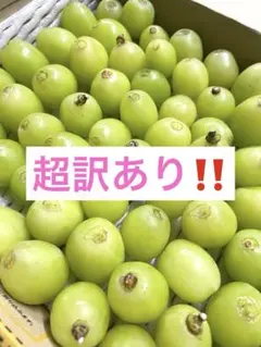 青森県産 トマティーヨ 1000g 令和8年産 - メルカリ