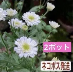 2026年最新】マトリカリア ダブルラテ 苗の人気アイテム - メルカリ