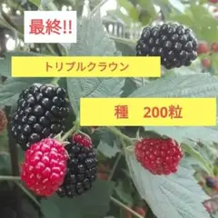 twinkle☆様 リクエスト 2点 まとめ商品