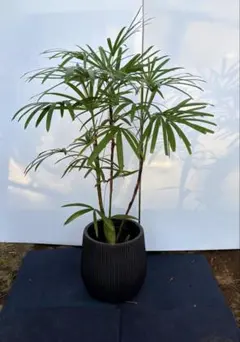 幹太 エバーフレッシュ 曲がり仕立て 陶器鉢 植え込み発送 - メルカリ