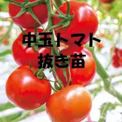 2026年最新】トマト苗の人気アイテム - メルカリ