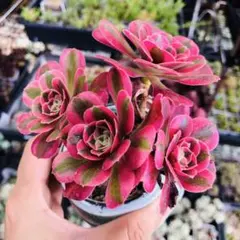 多肉植物 アエオニウム 紅富士錦 トップ カット苗 - メルカリ