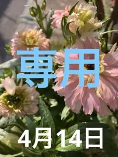ラナンキュラスラックス キメラ 変異株のサムネイル