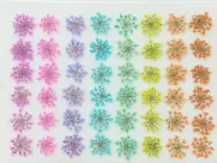 押し花 素材 レースフラワー No.2