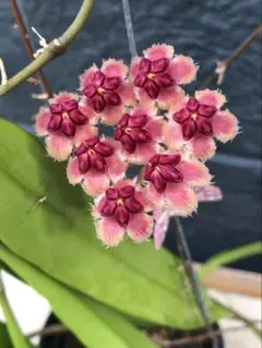 Hoya sulawesiana ホヤ スラウェシアナ 新葉2枚 成長中 - メルカリ