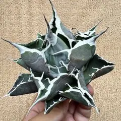 Lj_plants】Z302アガベ チタノタ 白鯨 極上強棘株 - メルカリ